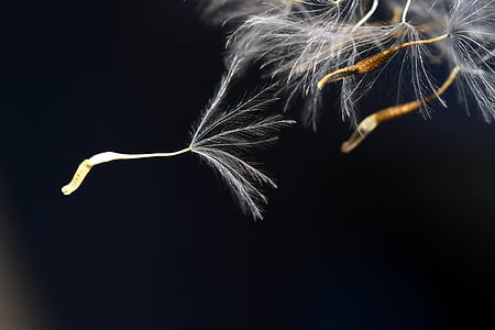 dandelion leaf thumbnail
