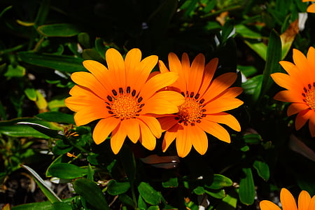 orange flowers thumbnail
