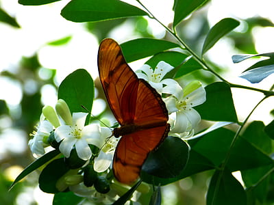 brown and black butterfly on green leaf thumbnail