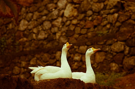 two white geese on rock thumbnail