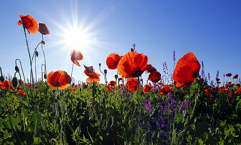 orange poppy fish under blue skies at daytime thumbnail