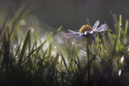 worm's view photography of purple flower and dews thumbnail