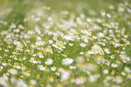 white oxford susan flower field thumbnail