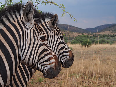 two zebras standing on dried grass thumbnail