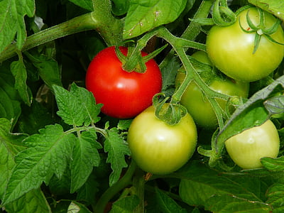 unripe and ripe tomato thumbnail