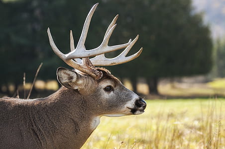 Selective Focus Photography of Brown Buck on Grass Field thumbnail