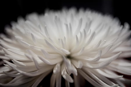 Selective Focus Photography of White Petaled Flower thumbnail