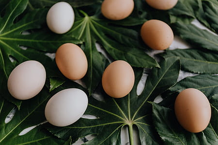 Fresh Eggs thumbnail