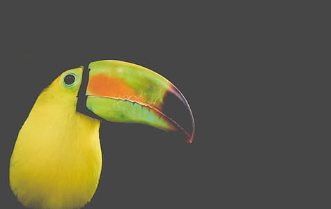 Black and Yellow Long-beak Bird Photo thumbnail