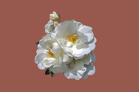white rose flowers with pink background thumbnail