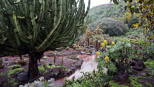 Canary Islands, Botanical Garden thumbnail