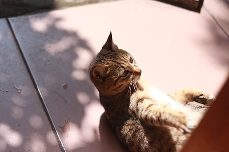 Brown Tabby Cat thumbnail