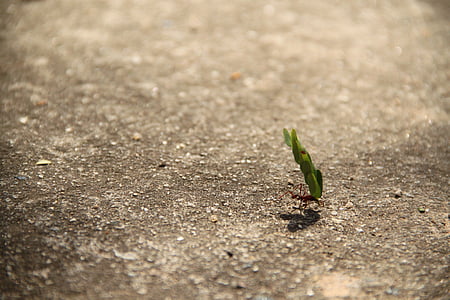 work, ant, weight, leaf, strength, effort thumbnail