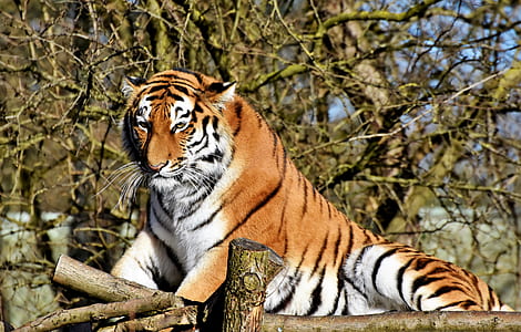 wildlife photo of bengal tiger thumbnail