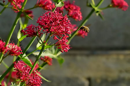 depth of field photo of red petaled flower thumbnail