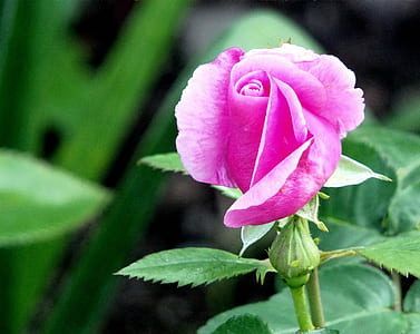 pink petal flower thumbnail