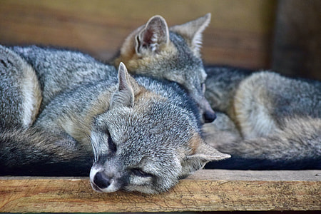 two gray fox thumbnail