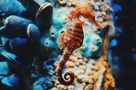 shallow focus photography of seashore thumbnail