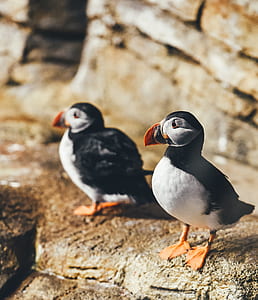 two selective focus photography of Atlantic puffin birds perched on brown rock formation during daytime thumbnail