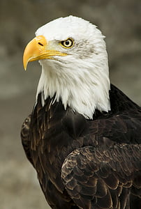 bald eagle in tilt-shift lens photography during daytime thumbnail