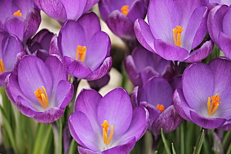 tilt shift photography of purple flowers thumbnail