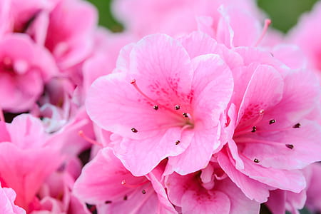 closeup photo of pink petaled flowers thumbnail