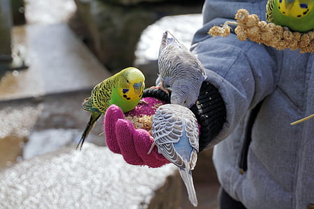 green and blue parakeets thumbnail