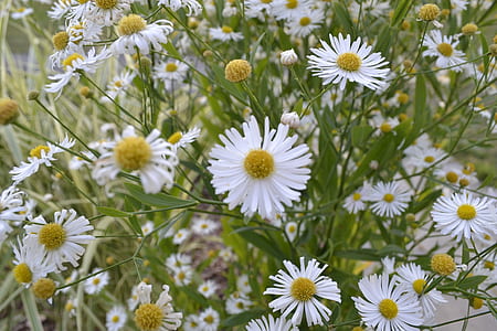 shallow focus photo of white and yellow flowers thumbnail