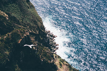 Aerial Photography Flying Bird Above Sea during Daytime thumbnail