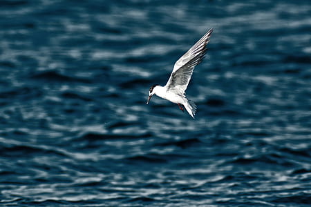 white bird above sea thumbnail
