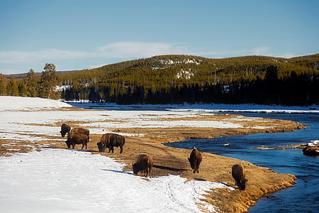 herd of bison near body of water thumbnail