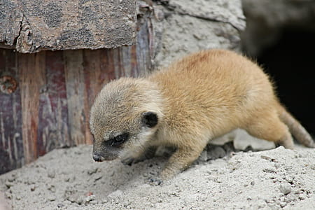 brown meerkat thumbnail