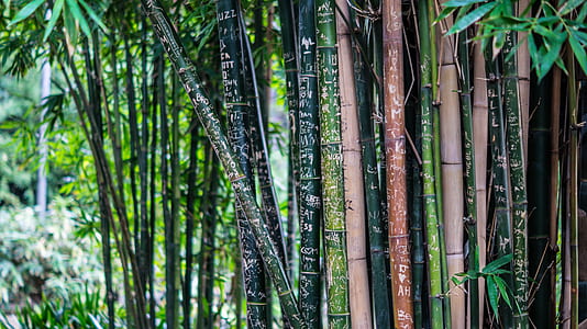 bamboo trees thumbnail