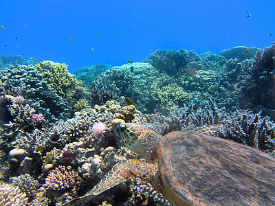 brown sea turtle swimming above corals thumbnail
