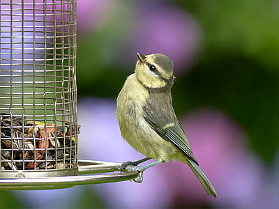 gray and brown bird on stainless steel frame thumbnail