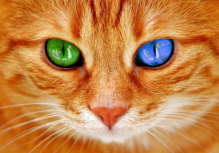 orange odd-eye cat thumbnail