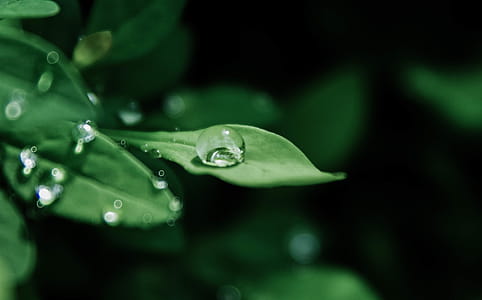Macro Photography of Droplets on Leaves thumbnail