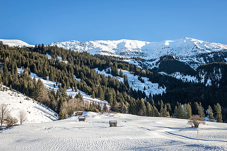 trees near snowy mountain under blue sky thumbnail