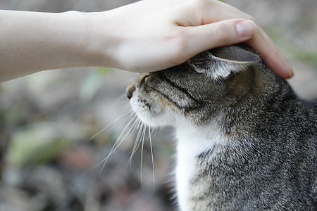 selective focus photo of person touching brown tabby cat during daytime thumbnail