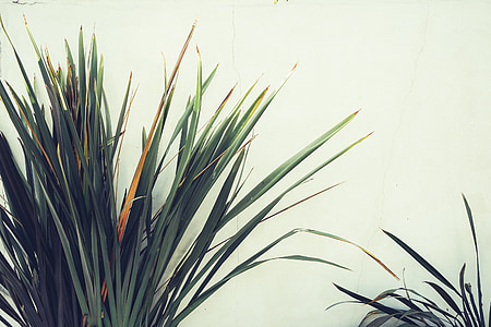 green leafed plant thumbnail