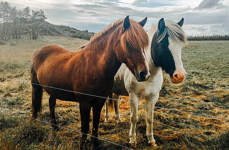 two horse breeds at the farm thumbnail