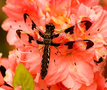 black and brown six spotted skimmer perched on orange petaled flower closeup photography thumbnail