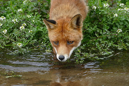 fox on body of water thumbnail