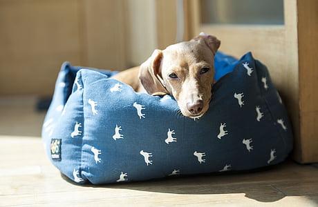 short-coated brown puppy on blue and white pet bed thumbnail