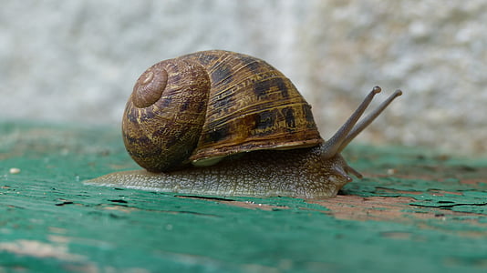 shallow focus photography of brown snail thumbnail