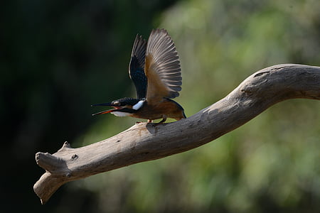 selective focus photo of brown and black humming bird on beige wooden tree branch thumbnail
