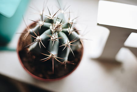 selective focus photography of cactus thumbnail