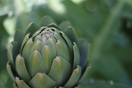Green Plant thumbnail