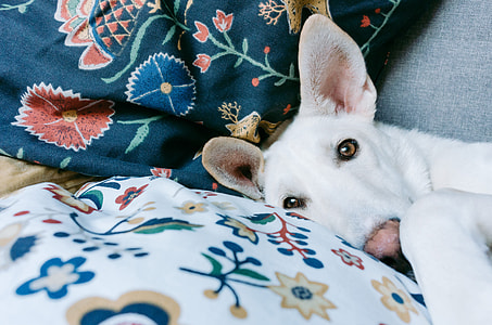 Dog resting thumbnail