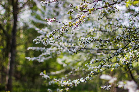 white and black trees thumbnail